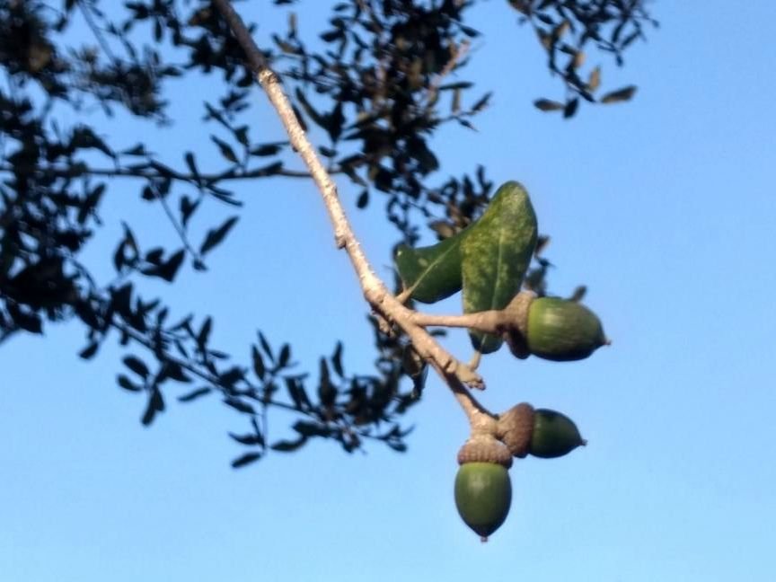Oaks From Acorns Grow