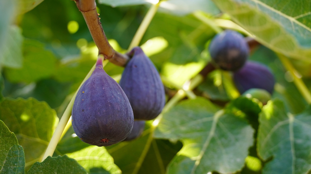 Figs & Thistles: Creating Characters that Produce Good Fruit
