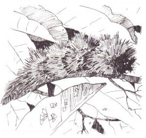 Himalayan Adventures: A Teen Review