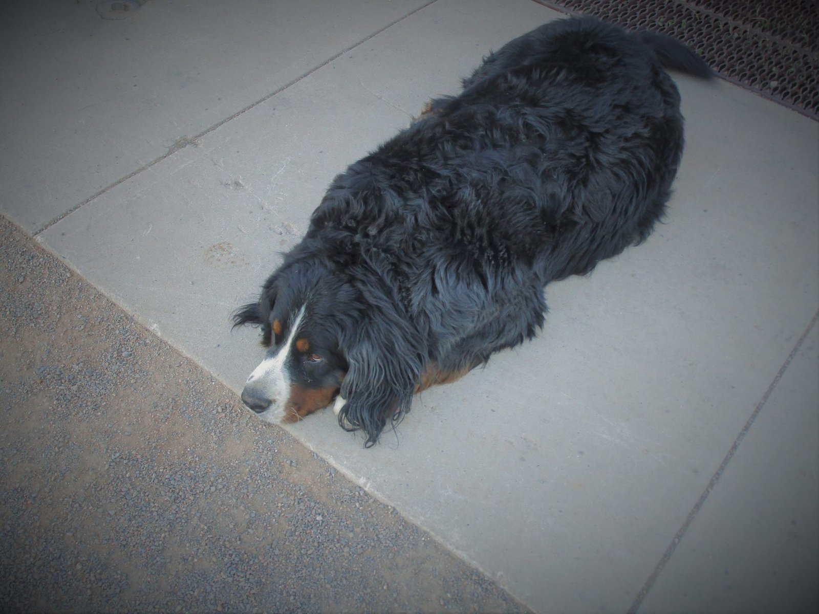 Barking with The Big Dogs: Hope and Honesty for Children by Karley Conklin