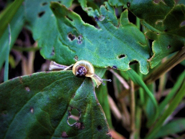 Writing in a Wonder-Full World