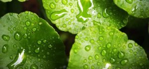 Scripture Saturation