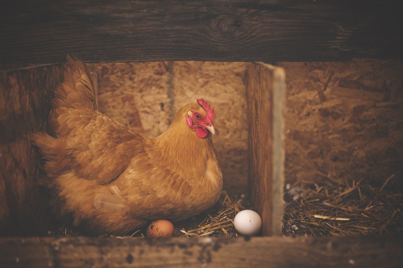 Which Came First…the Chicken or the Egg?