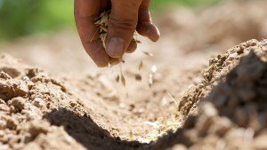 The Power of the Parable